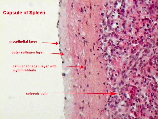 Spleen image